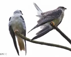 Elanus leucurus