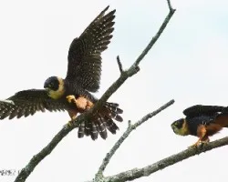 Falco rufigularis