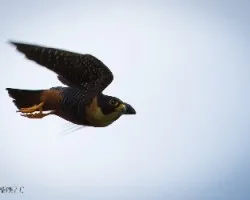 Falco rufigularis