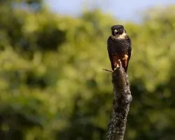 Falco rufigularis