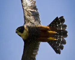 Falco rufigularis