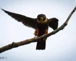 Falco rufigularis