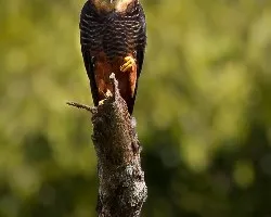 Falco rufigularis