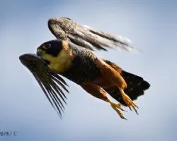 Falco rufigularis
