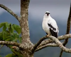 Leucopternis albicollis