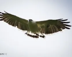 Leucopternis albicollis