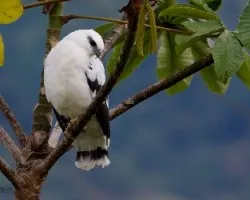 Leucopternis albicollis