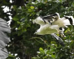 Leucopternis albicollis