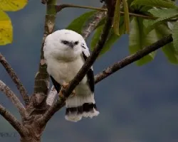 Leucopternis albicollis