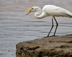 Ardea alba