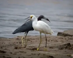 Egretta thula