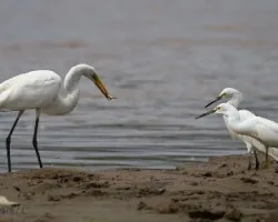 Egretta thula