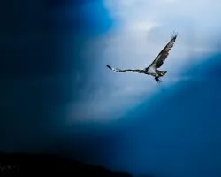 Osprey with Fish