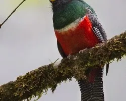 Trogon collaris
