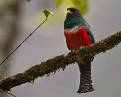Trogon collaris