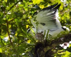 Leucopternis albicollis