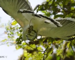 Leucopternis albicollis