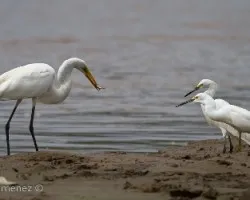 Egretta thula