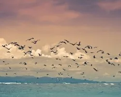 Pelecanus occidentalis