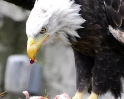 Aguila