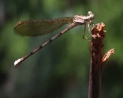Argia anceps