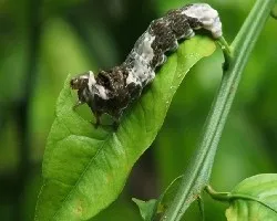 Heraclides thoas