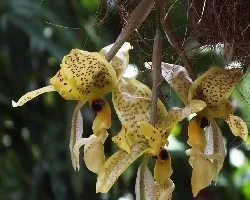 Stanophea sp.