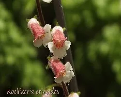 Koellikeria erinoides