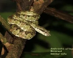 Bothriechis schlegelii 