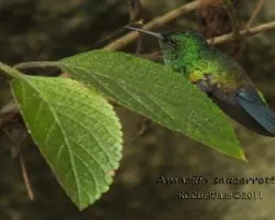 Amazilia saucerrottei