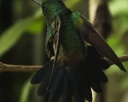 Amazilia saucerrottei
