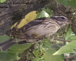 Pheucticus ludovicianus