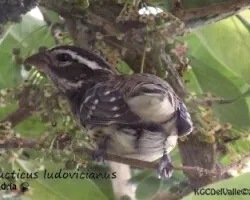 Pheucticus ludovicianus
