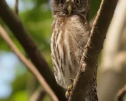 Búho Pigmeo (Glaucidium brasilianum)