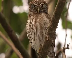 Búho Pigmeo (Glaucidium brasilianum)