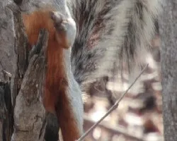 Ardilla de vientre rojo