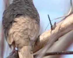 Columbina inca