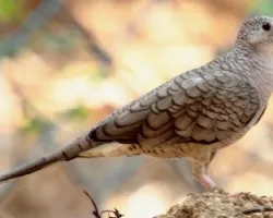 Columbina inca