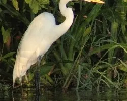 Ardea alba