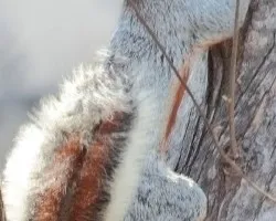 Sciurus aureogaster