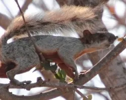 Sciurus aureogaster