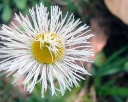 Flor de montaña