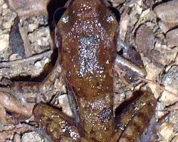 Hyla sartori