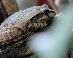 Bufo marmoreus