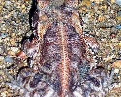 Bufo marino