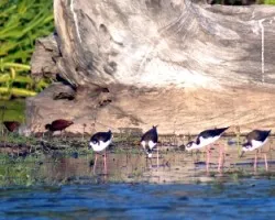 Himantopus mexicanus