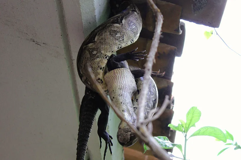 Foto