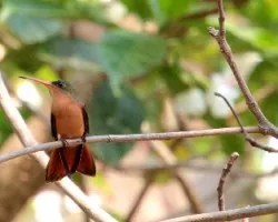 Amazilia rutila