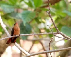 Amazilia rutila