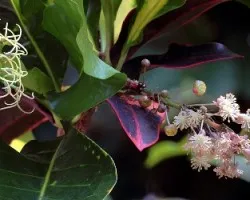 Codiaeum variegatum